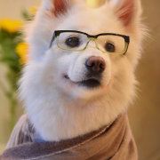 紫枫儿